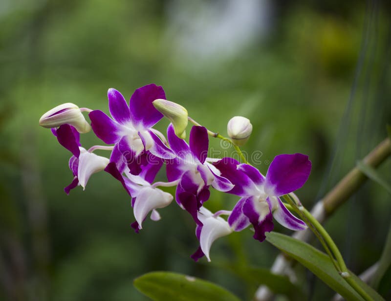 Fleur D'orchidée Violette Et Blanche Sauvage Image stock - Image du  centrale, branchement: 119574453