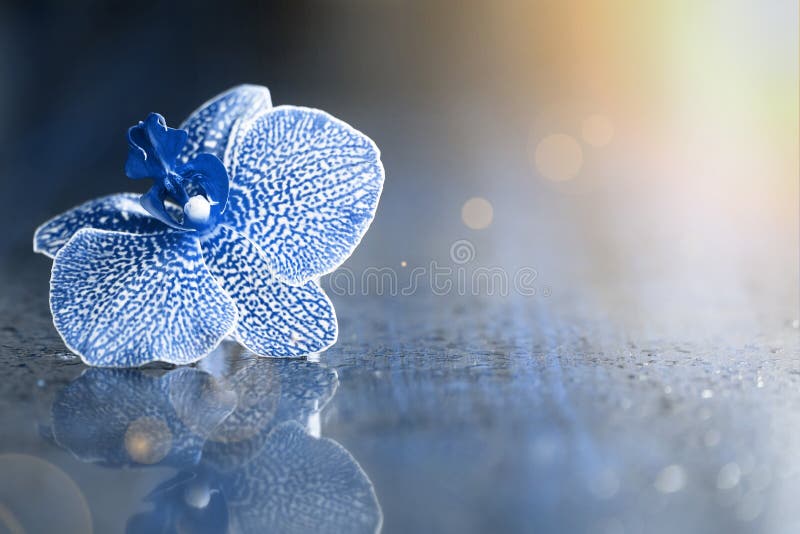 Fleur d'orchidée bleue photos stock Fleur d'orchidée bleue photos stock
