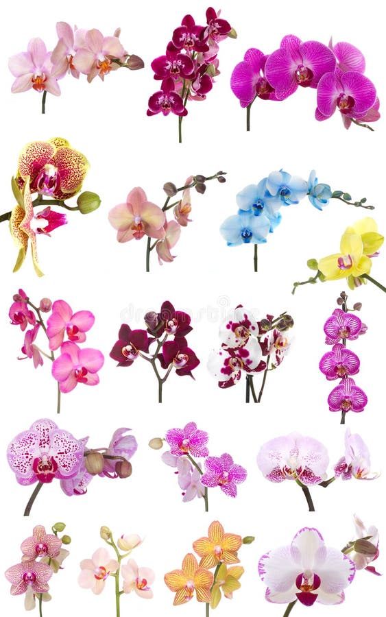 Fleur d'orchidée de phalaenopsis de fleurs d'orchidées image libre de droits Fleur d'orchidée de phalaenopsis de fleurs d'orchidées image libre de droits