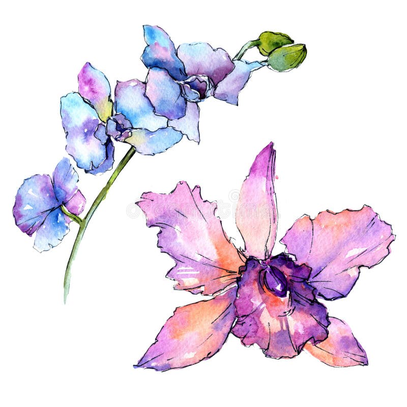 Fleur d'orchidée de Wildflower dans un style d'aquarelle d'isolement