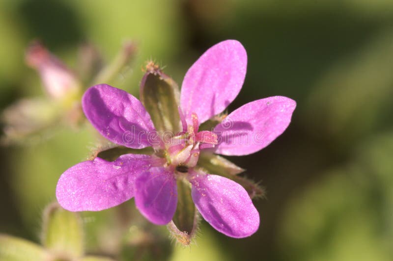 Fleur D'une Plante érode, Plante Sauvage De La Méditerranée Espagnole Image  stock - Image du floraison, annuel: 162526877