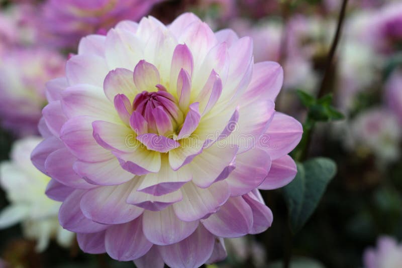 Fleur Dahlia Rose Et Blanche Photo stock - Image du espace, horticulture:  160706580