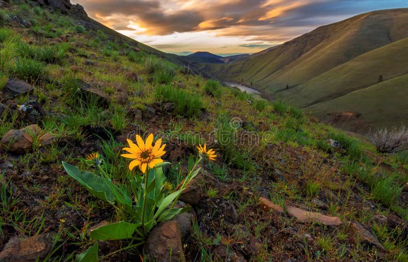 Wildflower and mountain landscape at Yakima Canyon in Washington State, USA. Wildflower and mountain landscape at Yakima Canyon in Washington State, USA.