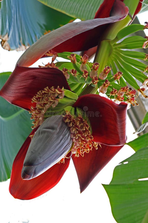 Fleur de banane photo stock Fleur de banane photo stock