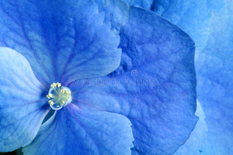 Fleur de bleu de beauté photos stock Fleur de bleu de beauté photos stock