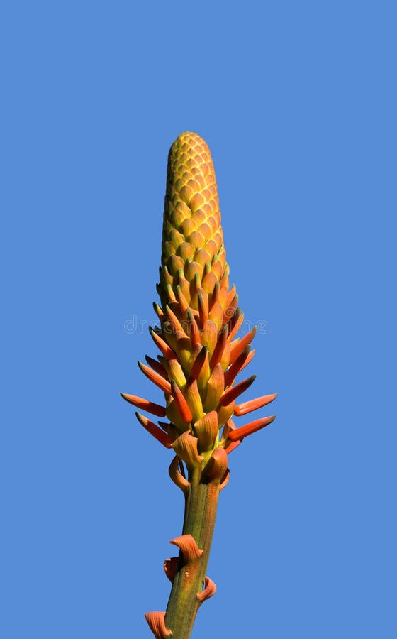 Fleur de cactus photographie stock libre de droits Fleur de cactus photographie stock libre de droits
