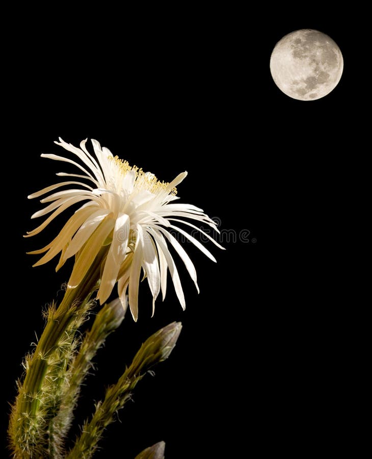 Fleur de cactus avec la pleine lune