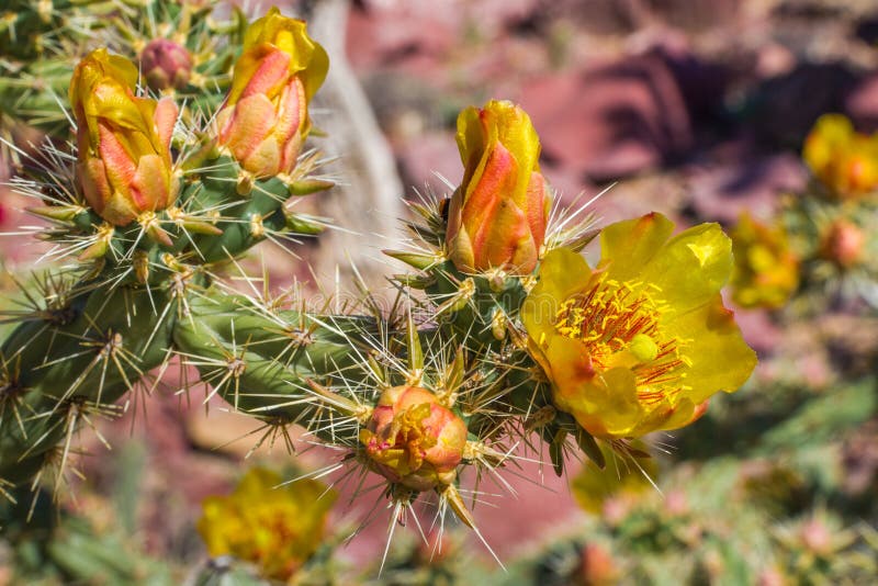 Fleur de cactus de Staghorn photographie stock libre de droits Fleur de cactus de Staghorn photographie stock libre de droits