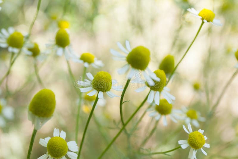 Fleur de camomille, herbe de camomille dans le jardin images libres de droits Fleur de camomille, herbe de camomille dans le jardin images libres de droits