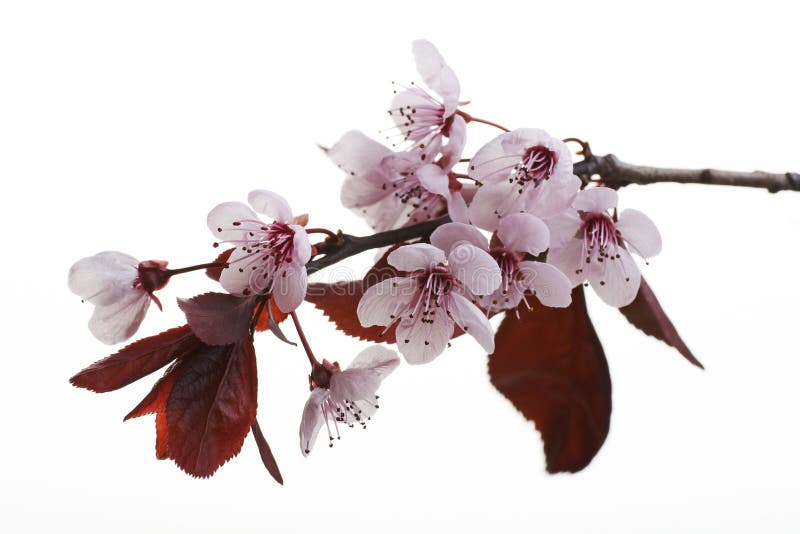 Fleur de cerise image stock Fleur de cerise image stock