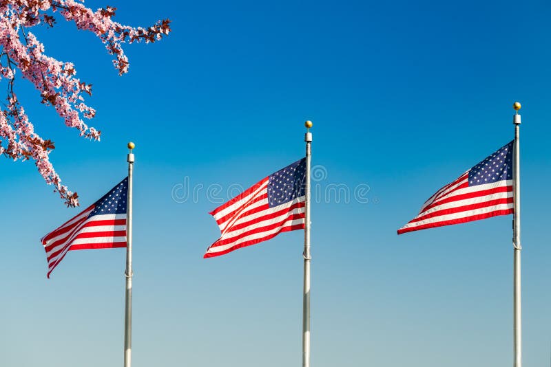 Fleur de cerise dans le Washington DC image stock Fleur de cerise dans le Washington DC image stock