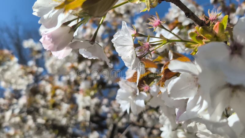Fleur de cerisiers par temps venteux. banque de vidéos