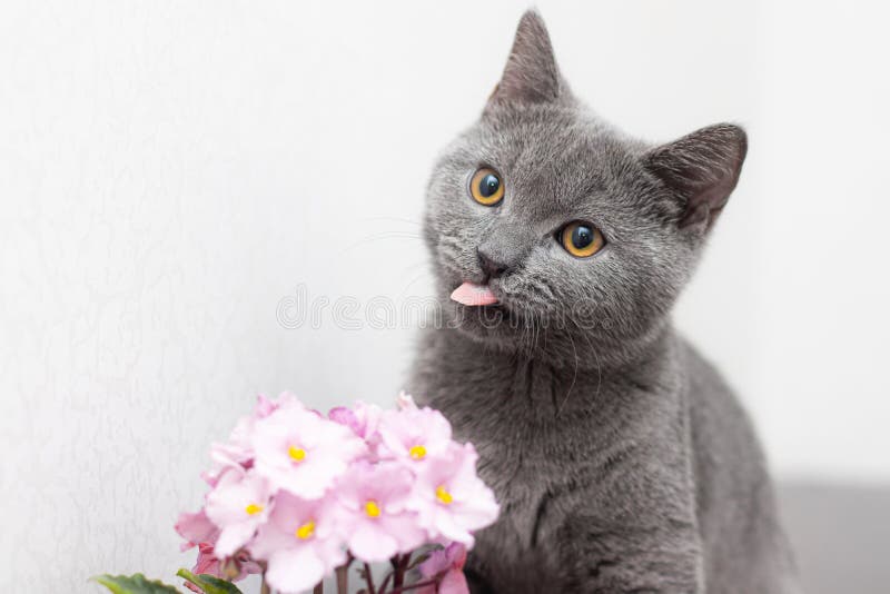 Fleur de chat