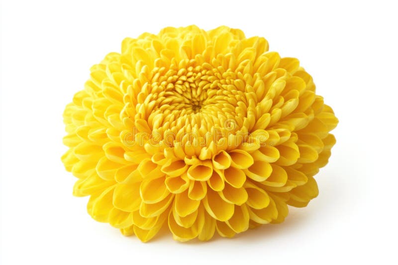 Fleur de chrysanthème jaune vif aux pétales denses mettant en vedette beauté et élégance en fleur photos stock