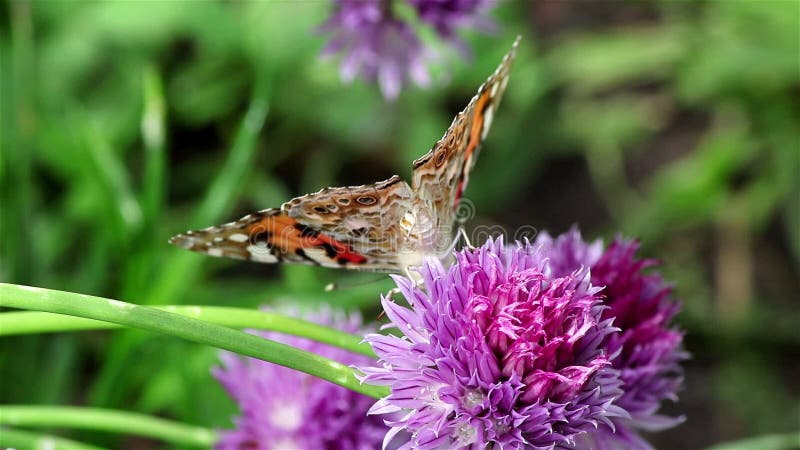 Fleur de ciboulette et papillon peint de dame banque de vidéos