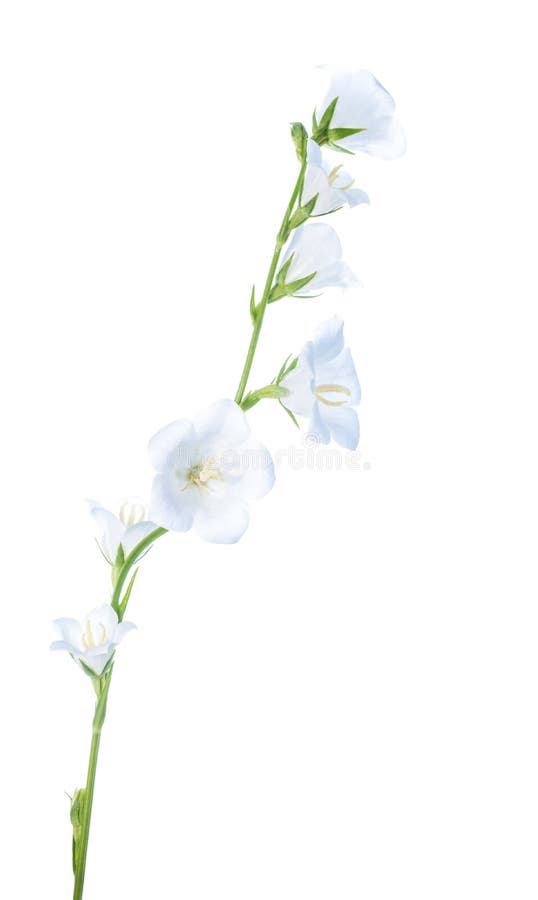 Fleur de cloche blanche d'isolement, fond image stock Fleur de cloche blanche d'isolement, fond image stock