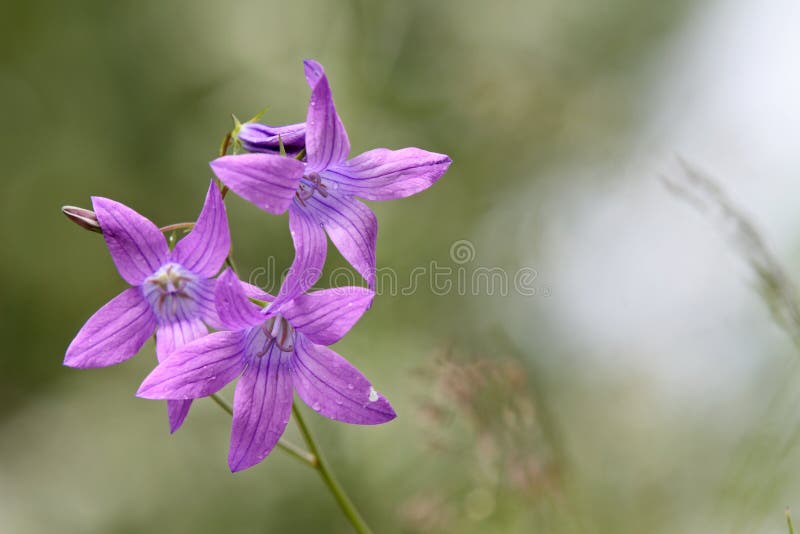 Fleur de cloche à expansion violette Campanula patula fleurit dans une prairie ensoleillée photographie stock libre de droits Fleur de cloche à expansion violette Campanula patula fleurit dans une prairie ensoleillée photographie stock libre de droits