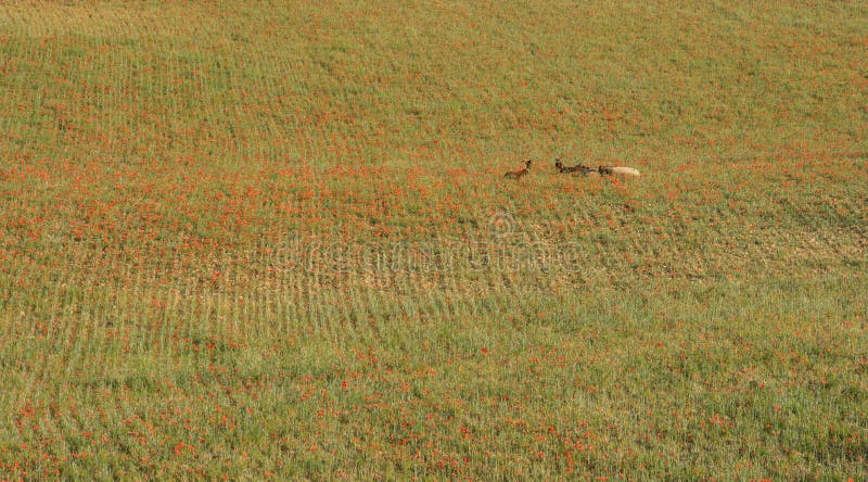 Fleur de clou de girofle sur le pré avec des chèvres en Provence photographie stock