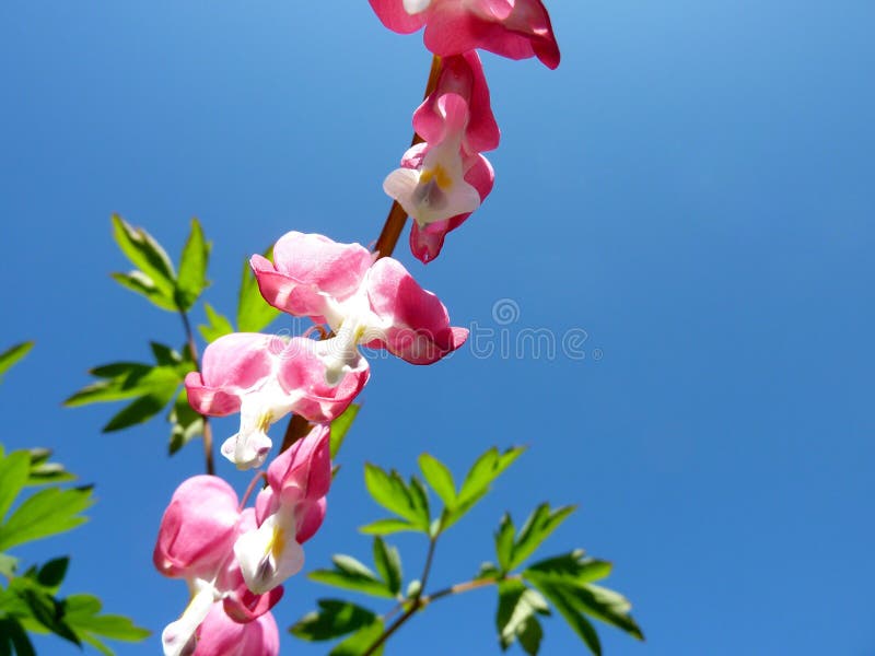 Closeup of bleeding heart flower against blue sky. Closeup of bleeding heart flower against blue sky