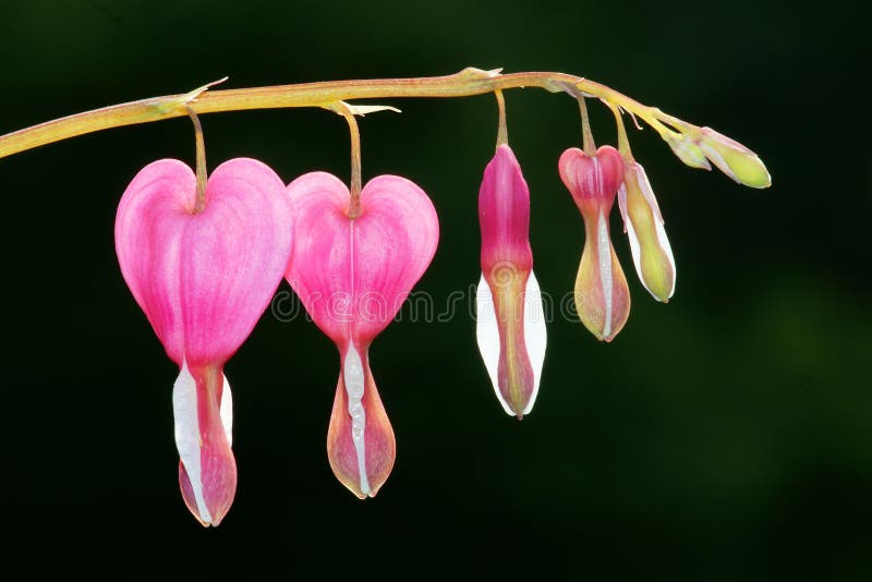 Dicentra spectabilis also known as Venus's car, bleeding heart, or lyre flower. Dicentra spectabilis also known as Venus's car, bleeding heart, or lyre flower