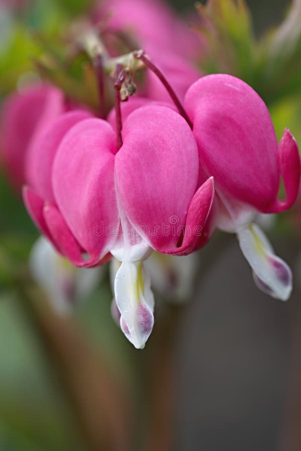 Blooming bleeding heart close up. Blooming bleeding heart close up