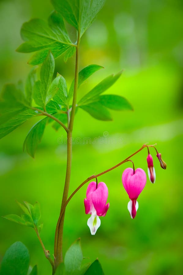 Dicentra spectabilis also known as Venus's car, bleeding heart, or lyre flower. Dicentra spectabilis also known as Venus's car, bleeding heart, or lyre flower