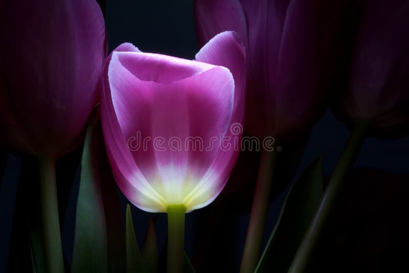 Fleur de conte de fées images libres de droits Fleur de conte de fées images libres de droits