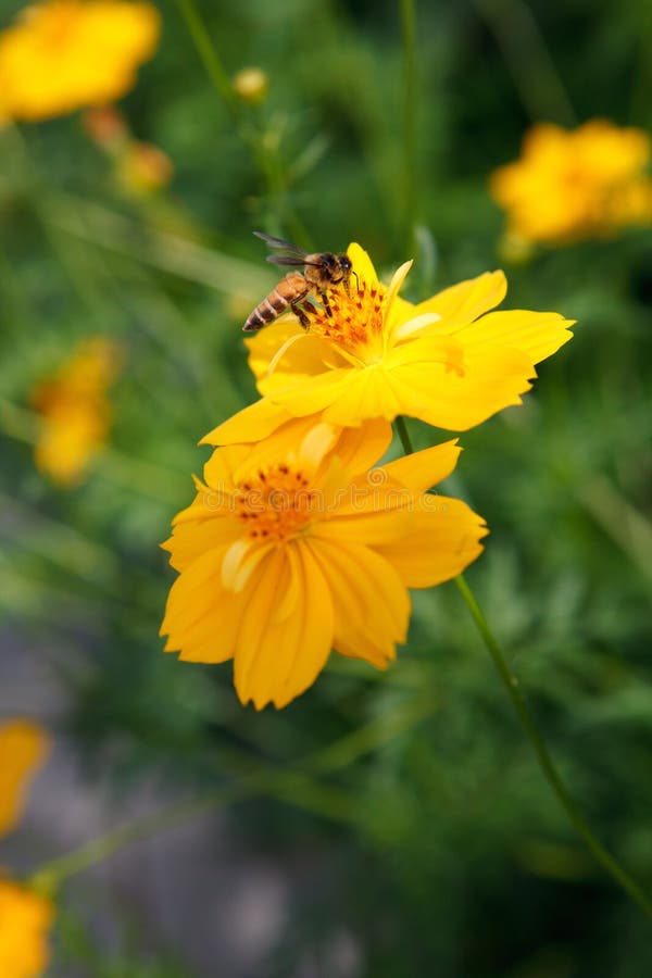 Fleur de cosm et insecte jaunes d'abeille