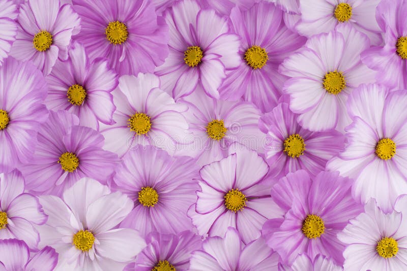 Fleur de cosmos images libres de droits Fleur de cosmos images libres de droits