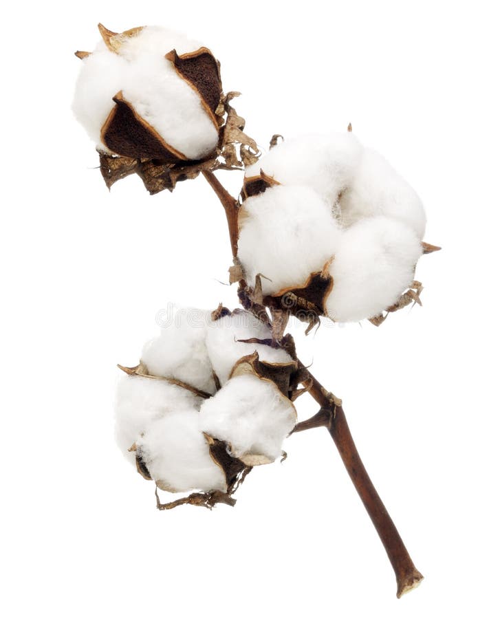 Fleur de coton photo stock. Image du fleur, isolement - 19795726