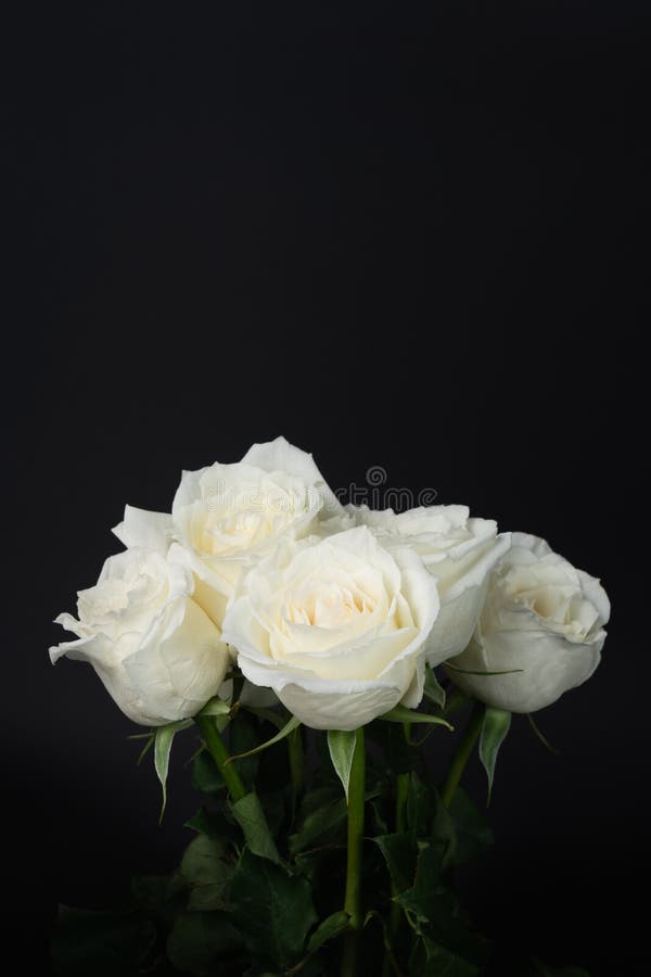 Fleur De Couleur Rose Blanche Sur Le Fond Noir Photo stock - Image du  coupure, concept: 168808248
