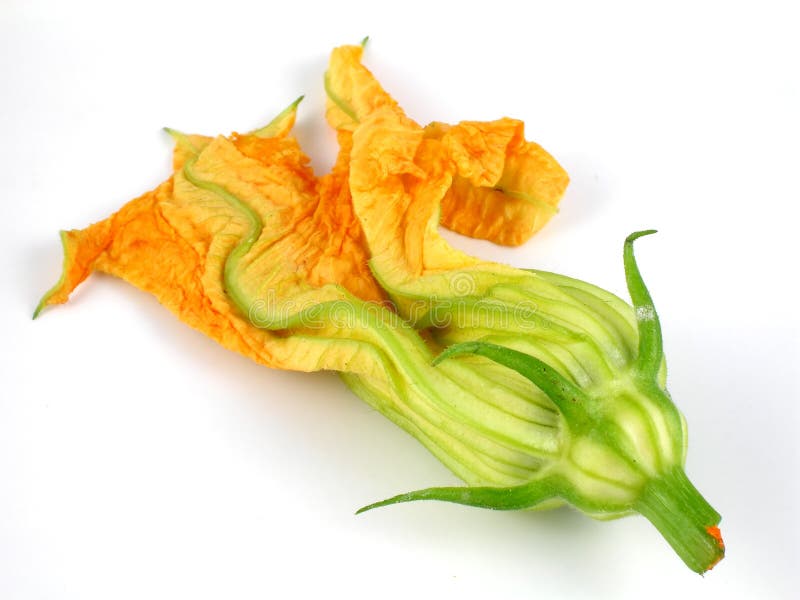 Fleur de courge photo stock