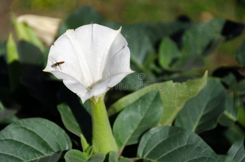 Fleur De Datura, Fleur De Lune, Jimsonweed, Mauvaise Herbe Ou Trompette Du  Diable En Fleurs Dans Le Jardin Fleur Blanche Unique Image stock - Image du  beauté, lame: 161516093