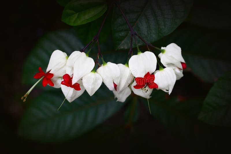 A Bleeding Heart vine Flower in the tropics of Ecuador. A Bleeding Heart vine Flower in the tropics of Ecuador