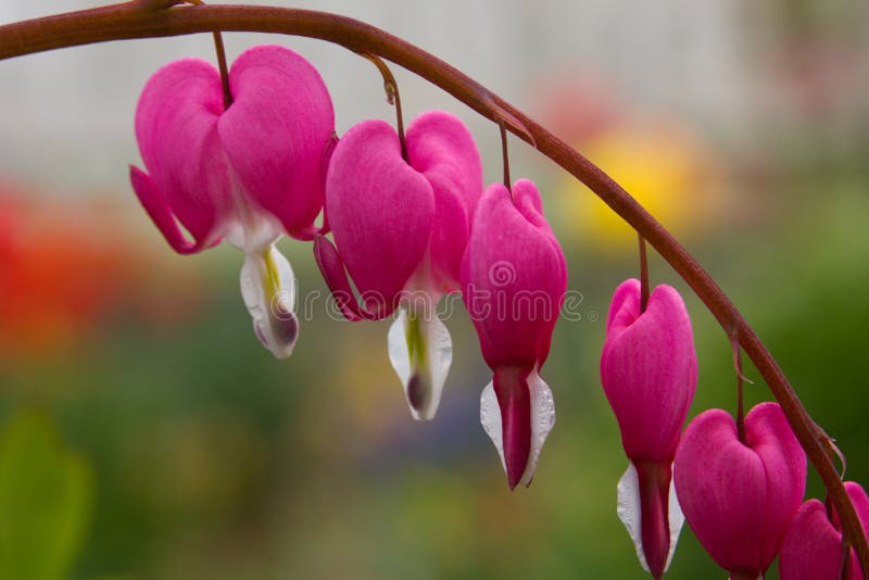 Dicentra spectabilis also known as Venus's car, bleeding heart, or lyre flower. Dicentra spectabilis also known as Venus's car, bleeding heart, or lyre flower