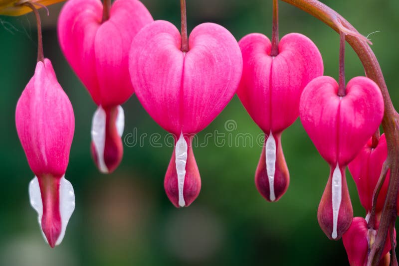 Pink bleeding heart flower, close up photo background. Pink bleeding heart flower, close up photo background.