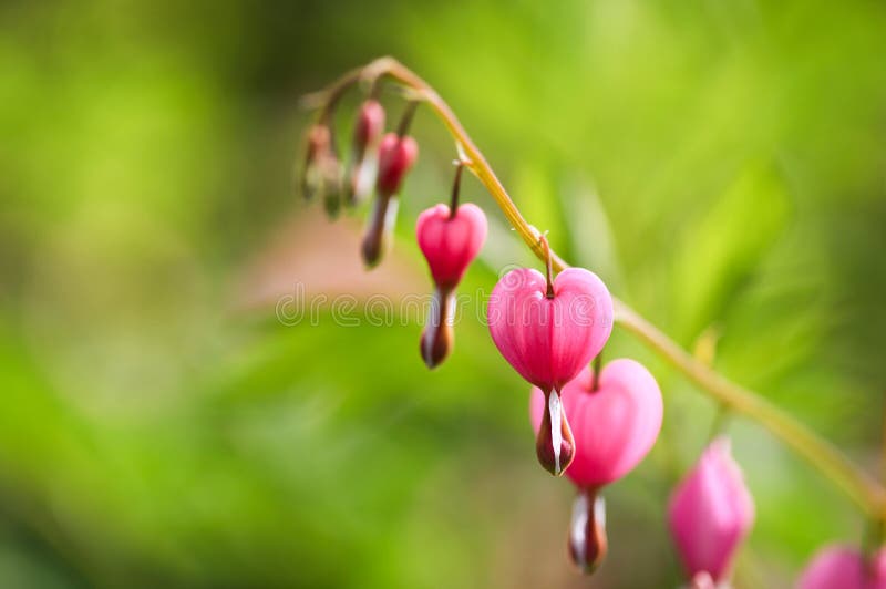 The Bleeding Heart is a perennial that likes to grow in partially shaded and well-drained soil. It's shape and vibrant pink and red colors are symbolic and extremely popular in gardens around the United States. The Bleeding Heart is a perennial that likes to grow in partially shaded and well-drained soil. It's shape and vibrant pink and red colors are symbolic and extremely popular in gardens around the United States.