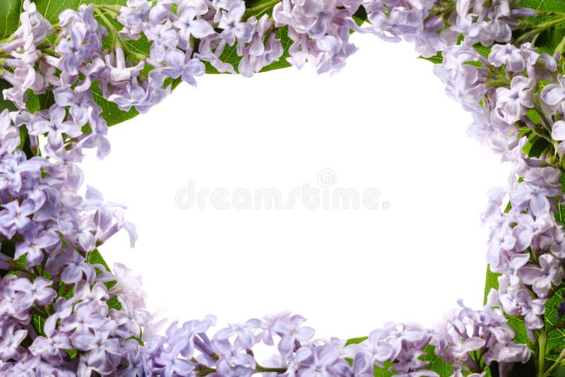 Fleur de floraison de branche lilas d'isolement sur blanc, fleur belle photos libres de droits Fleur de floraison de branche lilas d'isolement sur blanc, fleur belle photos libres de droits