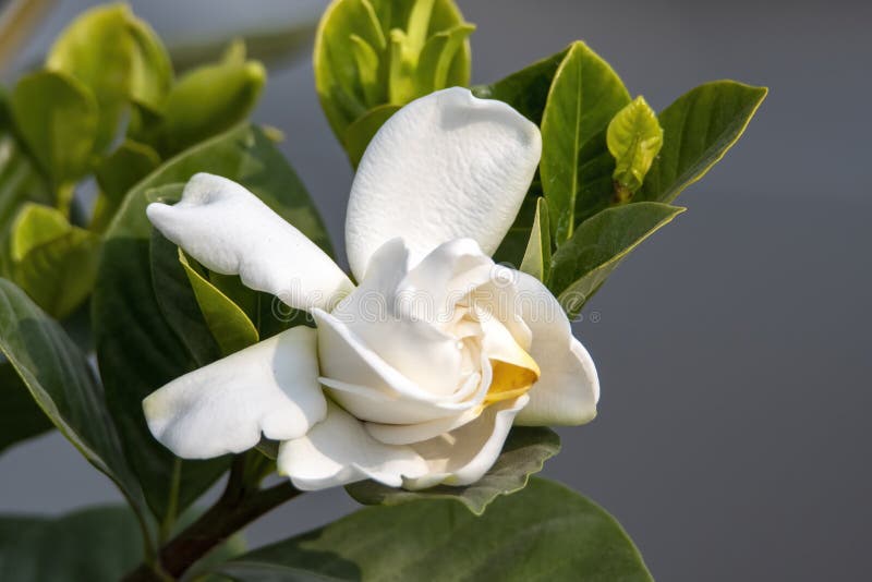 Fleur de gardenia image stock. Image du fleurs, bourgeon - 242765263