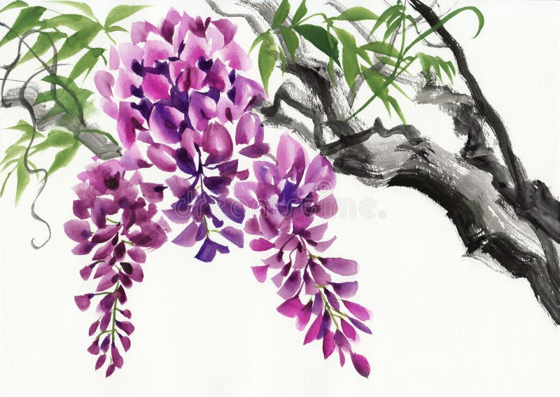 Fleur de glycine illustration stock. Illustration du image 56522336