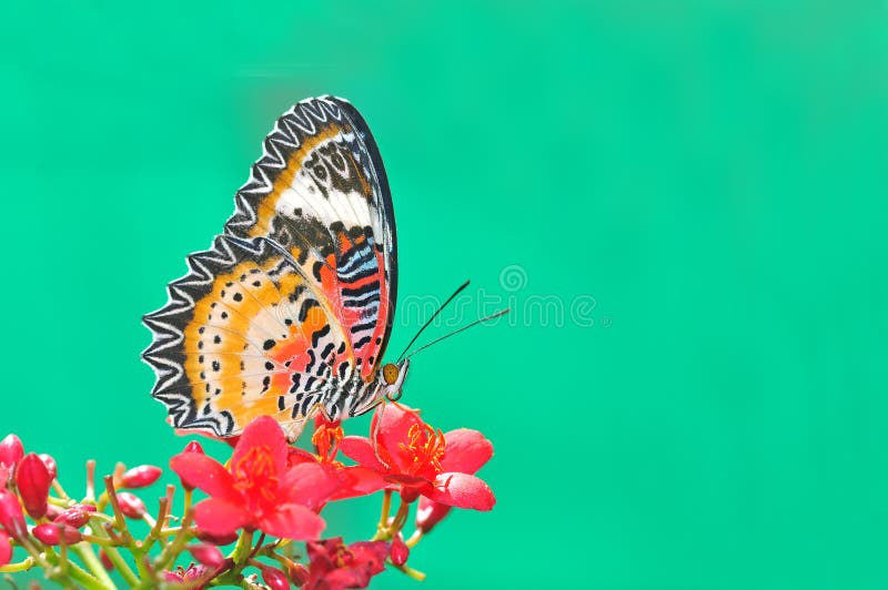 Butterfly flower (Leopard Lacewing) on green background. Butterfly flower (Leopard Lacewing) on green background