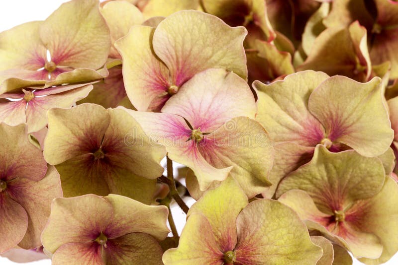 Fleur de hortensia et de x28 ; Macrophylla& x29 d'hortensia ; sur le fond blanc images stock Fleur de hortensia et de x28 ; Macrophylla& x29 d'hortensia ; sur le fond blanc images stock