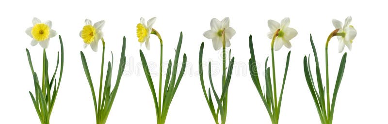 Fleur De Jonquille Ou De Narcisse Avec Des Feuilles Dans Différentes  Positions Isolées Sur Blanc Photo stock - Image du ornemental, jonquille:  210299440