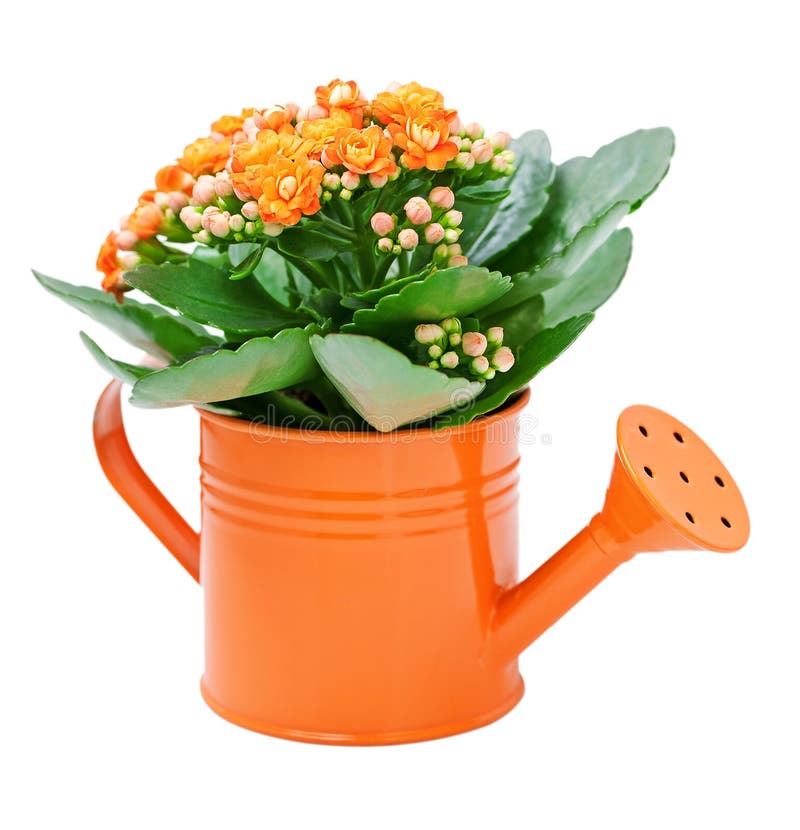 Fleur de Kalanchoe photographie stock Fleur de Kalanchoe photographie stock