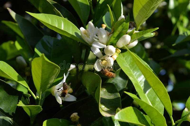 Fleur de la Sicile, plan rapproché des fleurs oranges avec des abeilles rassemblant le pollen photo stock Fleur de la Sicile, plan rapproché des fleurs oranges avec des abeilles rassemblant le pollen photo stock