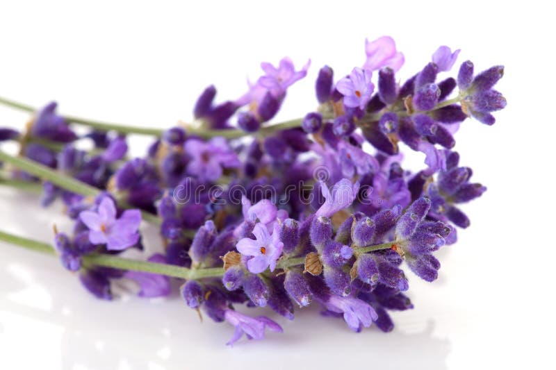 Fleur de lavande en plan rapproché photo stock Fleur de lavande en plan rapproché photo stock