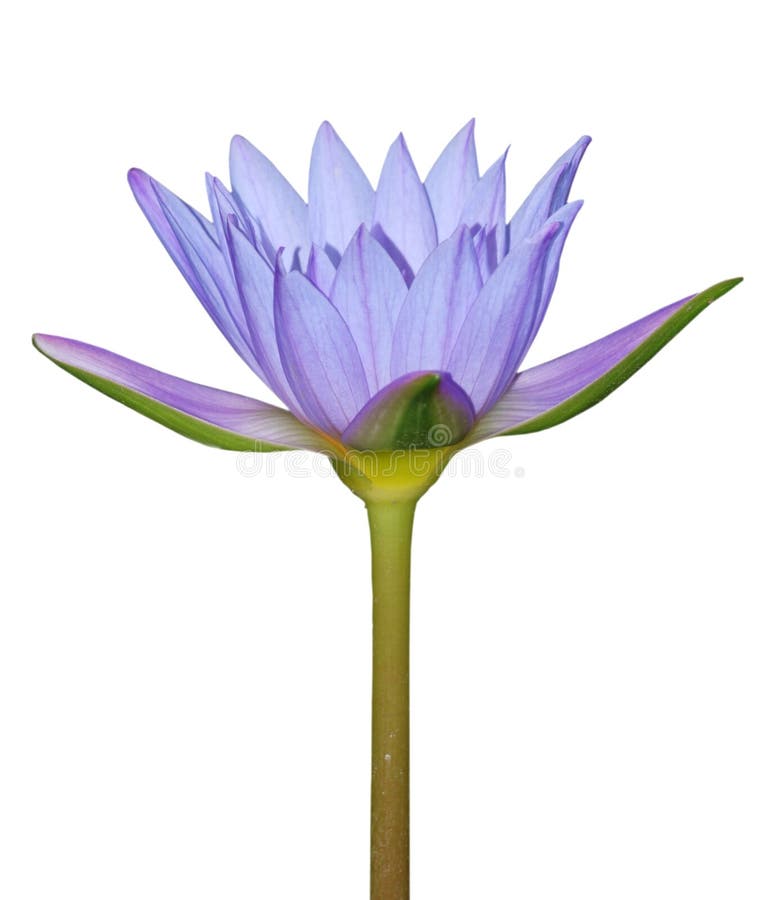 Fleur de lis d'eau bleue image stock Fleur de lis d'eau bleue image stock