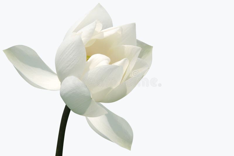 Fleur de lotus blanc