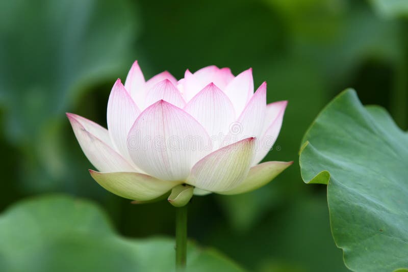 Fleur de lotus blanc en pleine floraison. photographie stock libre de droits Fleur de lotus blanc en pleine floraison. photographie stock libre de droits