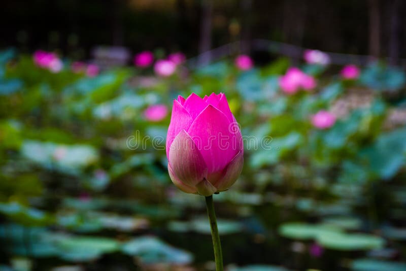 Fleur de Lotus dans l'étang photos libres de droits Fleur de Lotus dans l'étang photos libres de droits